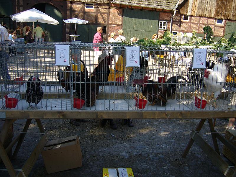 Haehnewettkraehen der Kreisjugend des Kreisverbandes Guetersloh 026.jpg - Hähnewettkrähen des Kreisverbandes Gütersloh in Langenberg auf dem Hofe Großelohmann